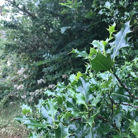 Pat's Place Homestay *