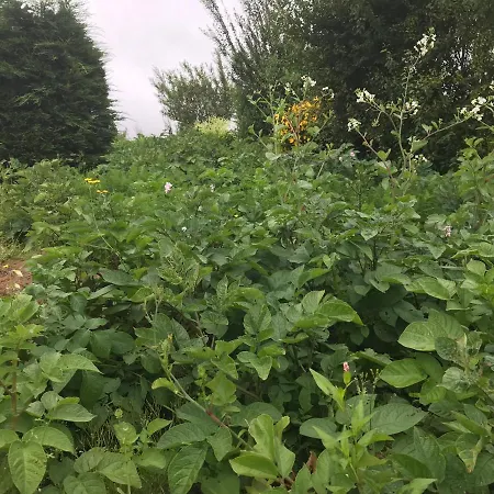 Séjour chez l'habitant Pat's Place
