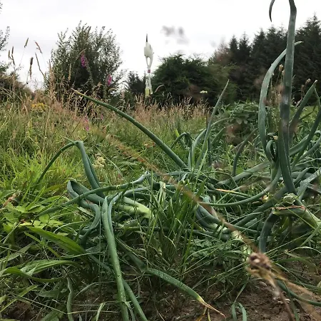 Homestay Pat's Place Ballaghaderreen