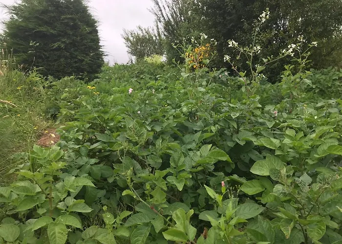Séjour chez l'habitant Pat's Place
