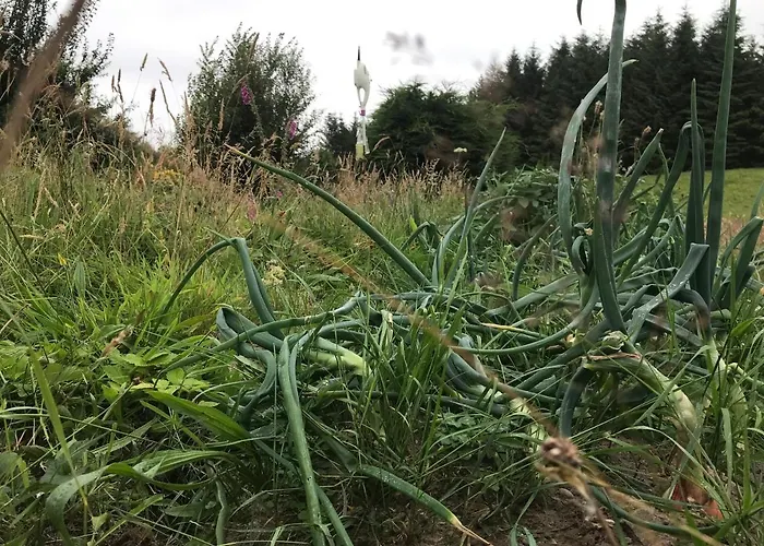 Homestay Pat's Place Ballaghaderreen